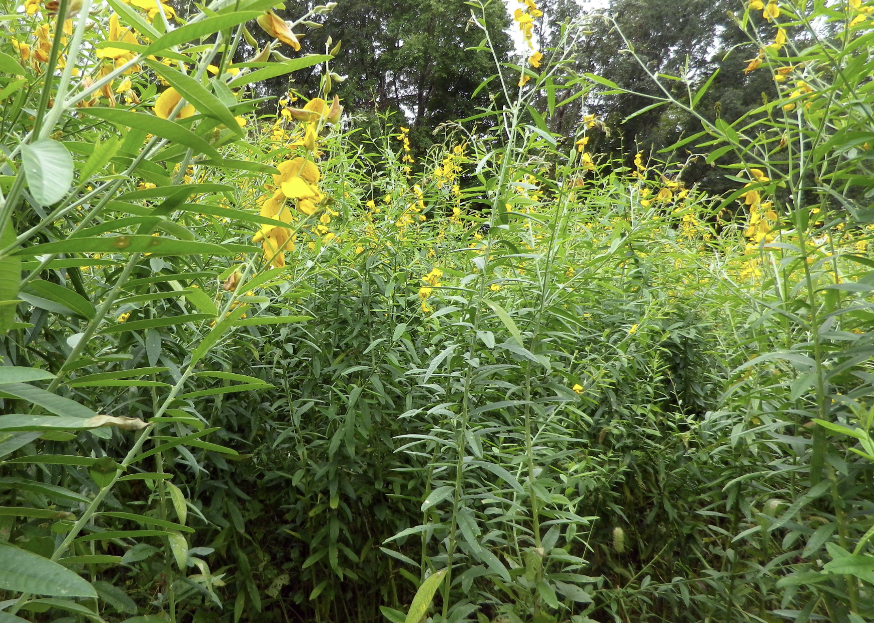 Sunn Hemp (green manure crop)